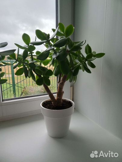 Толстянка - денежное дерево, сформирована крона