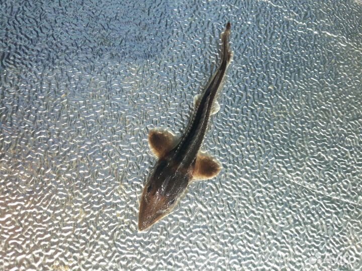 Малек для пруда