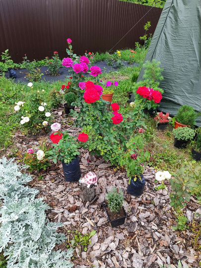 Дача 22,4 м² на участке 6 сот.