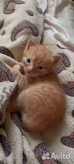 Рыжинький котенок (мальчик)