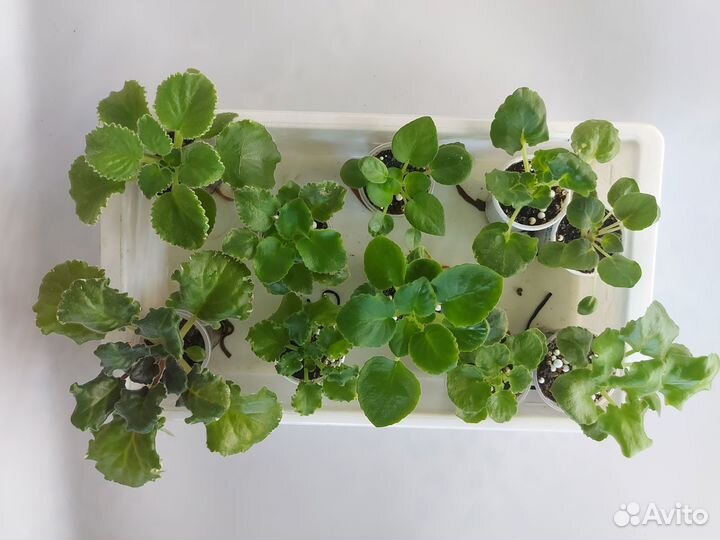 Наборы деток и стартеров сортовых фиалок