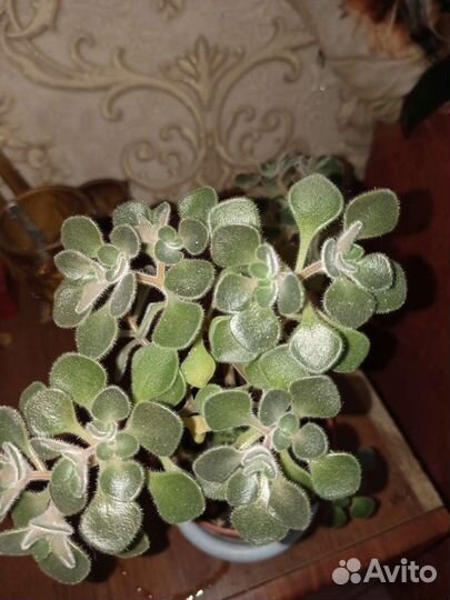 Аихризон дерево любви