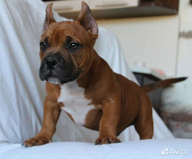 Американский Булли Щенки