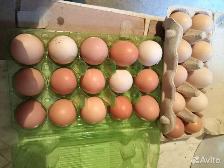 Домашние куриные яйца