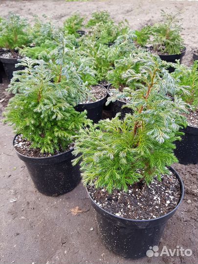 Кипарисовик Булевард