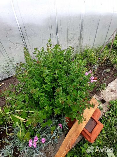 Пряные травы многолетние Мелисса