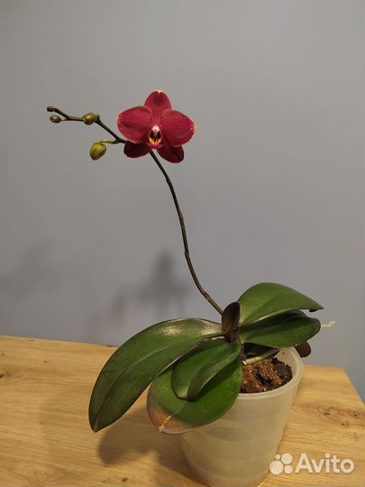 Орхидея фаленопсис