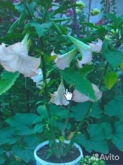 Кто забыл купить Бругмансию