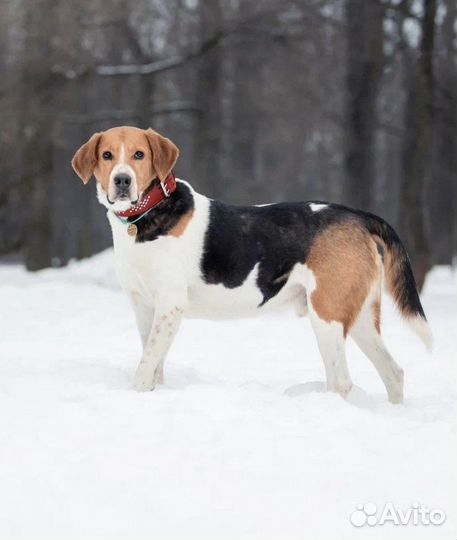Собака в добрые руки бесплатно