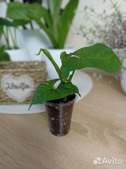 Сингониум Pink Splash