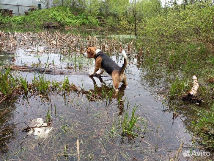 Вязка кобель бигль