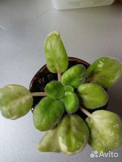 Денежное дерево, фиалки, хлорофитум