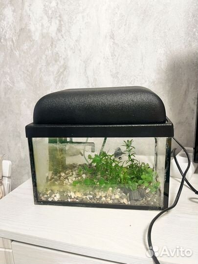 Аквариум