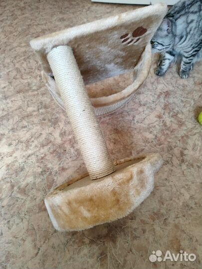 Домик когтеточка для котят до 1 года