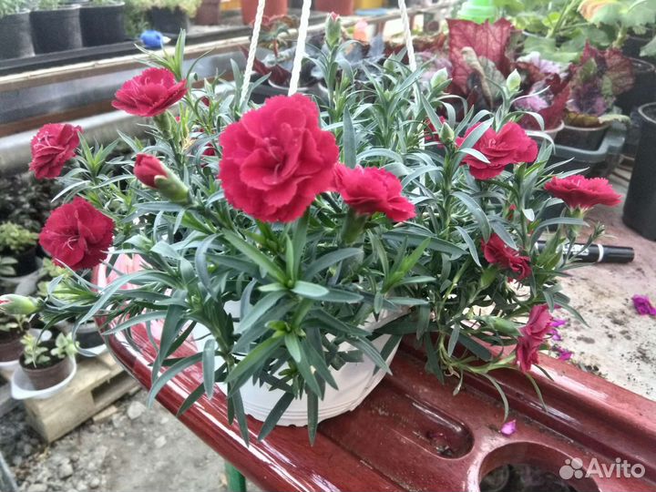 Гвоздика ампельная многолетняя