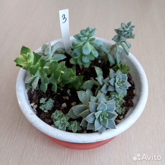 Суккуленты набор