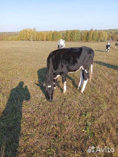 Коровы и телки