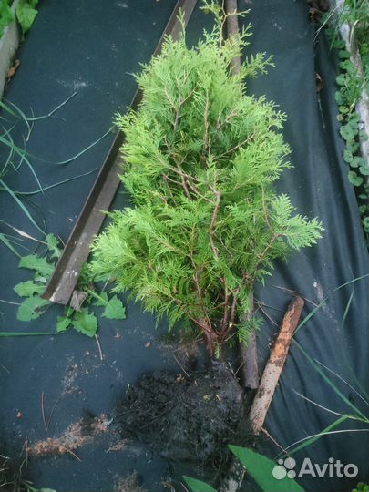 Футболки 3шт