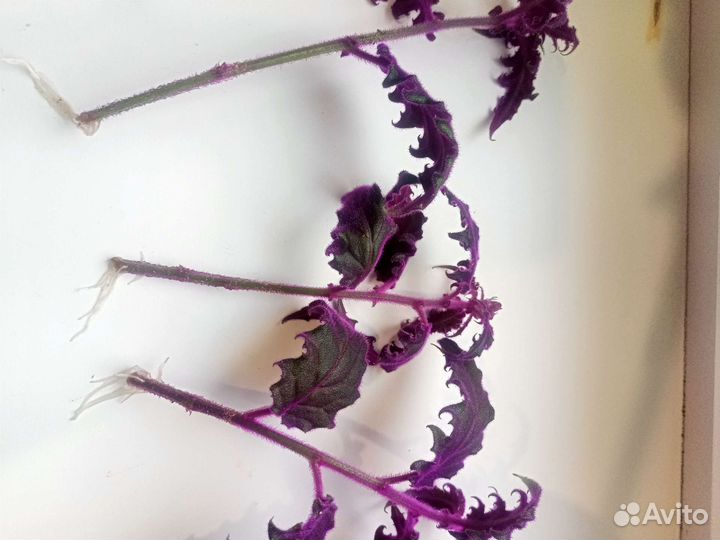 Комнатные растения