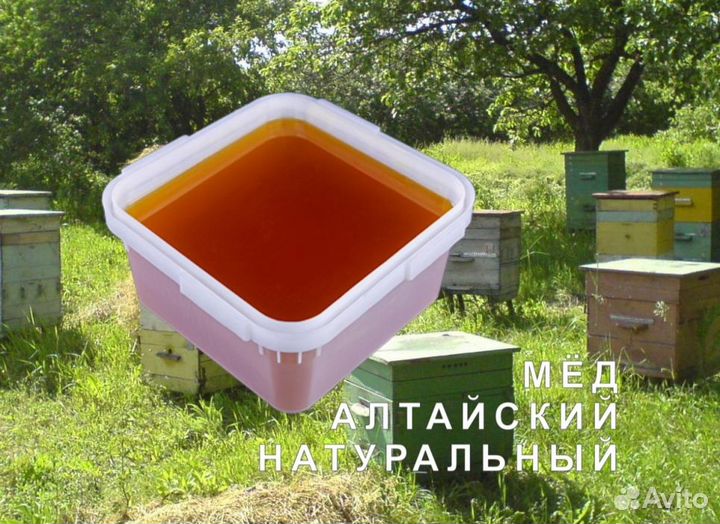 Мед натуральный алтайский опт