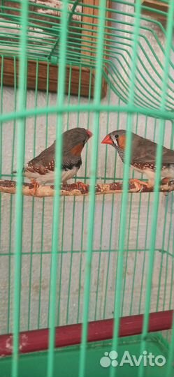 Зебровые амадины