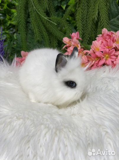 Львиноголовый карликовый кролик