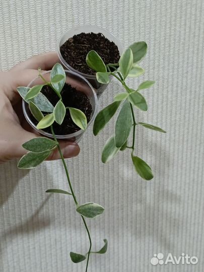 Комнатные растения 2