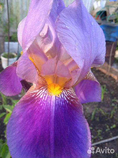 Многолетние цветы (водосборы и ирисы)