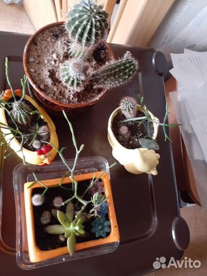 Кактусы, суккуленты