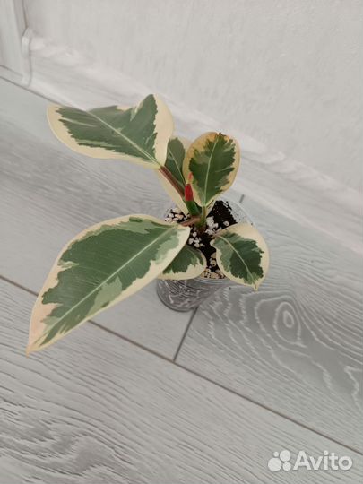 Фикус эластика тинеке