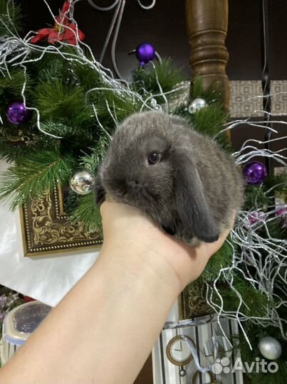 Мини кролики карликовые