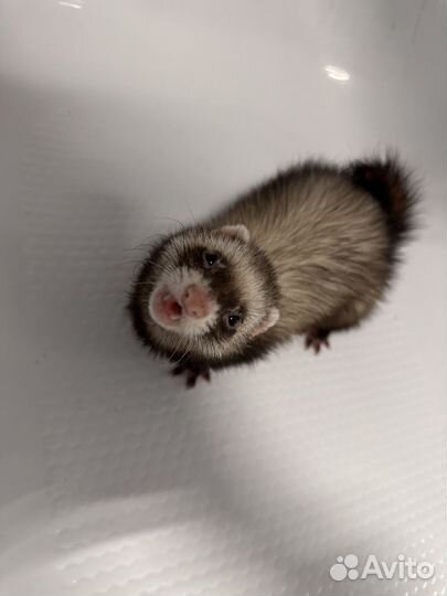 Хорек с клеткой