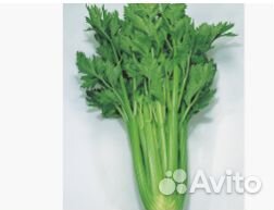 Семена Сельдерея 