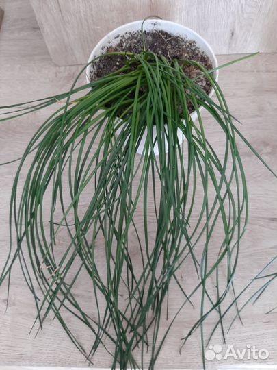 Зефирантес выскочка