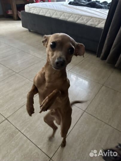 Щенки тойтерьер мини