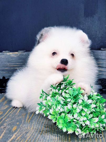 Шпиц Мерле с голубыми глазами