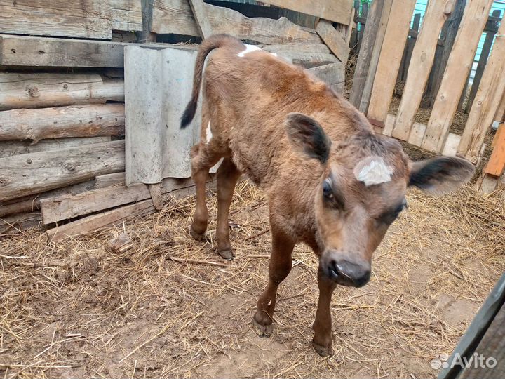 Телка продам