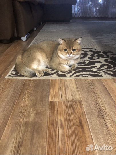 Ищем кошку для вязки