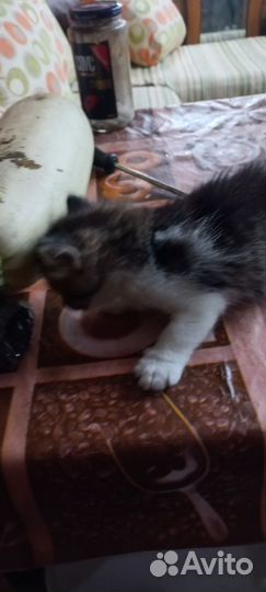 Отдам в хорошие руки котенка