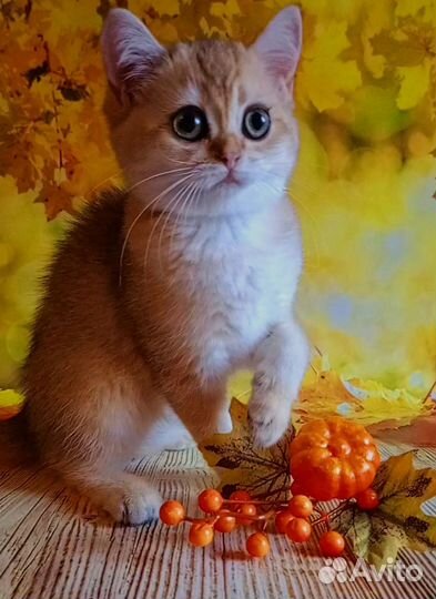 Шотландские котята