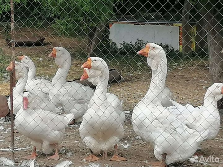 Холмогорские Чистокровные гуси