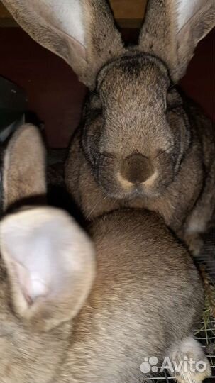 Кролики мясных пород