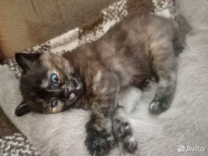 Кошка бесплатно