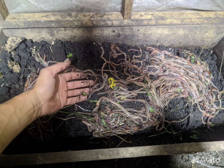 Выползки для рыбалки