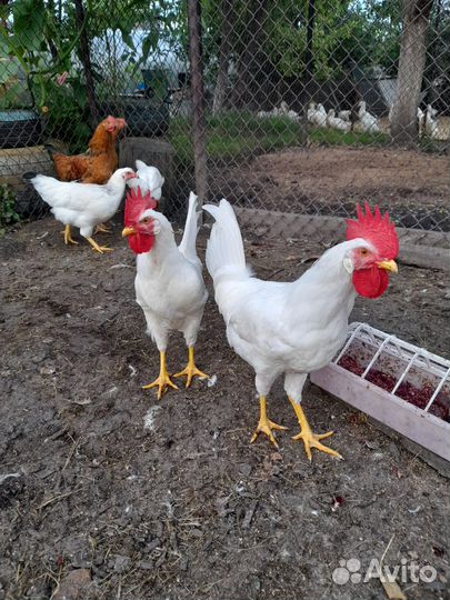 Молодые петухи