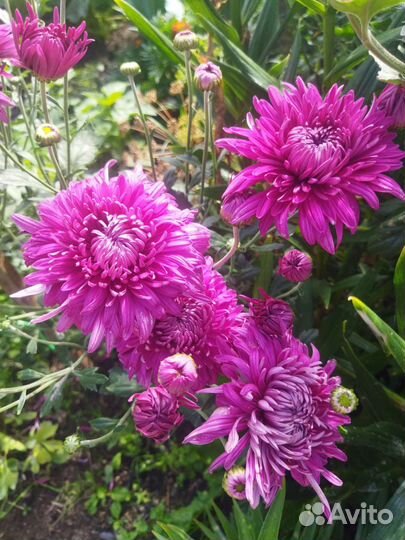 Хризантема