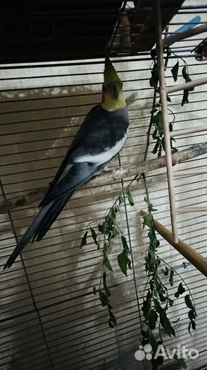 Попугай корелла мальчик