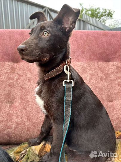 Щенок мальчик 4 месяца