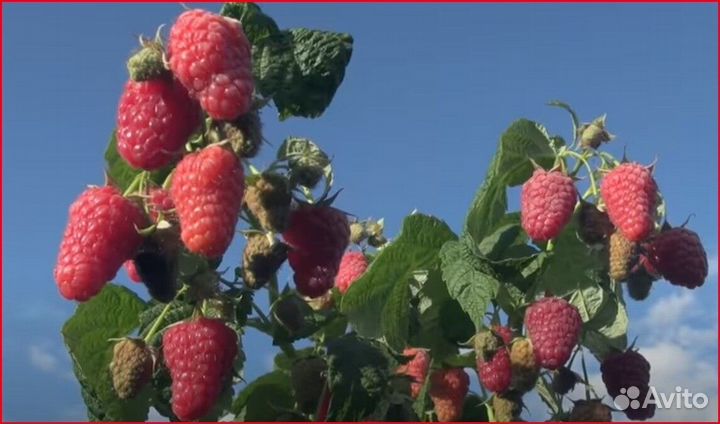 Малина ремонтантная