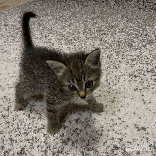 Котенок бесплатно